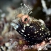 blenny_roughhead_dw_wc_h_0487_tci0844.jpg